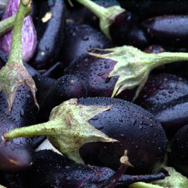 EGGPLANT