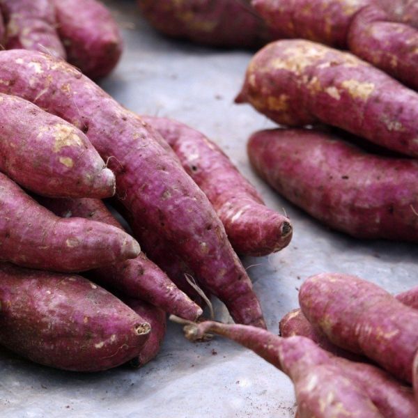 SWEET POTATO