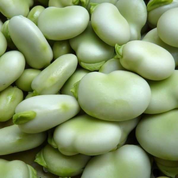 BROAD BEANS