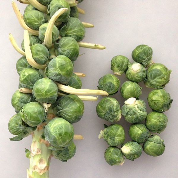 BRUSSELS SPROUTS
