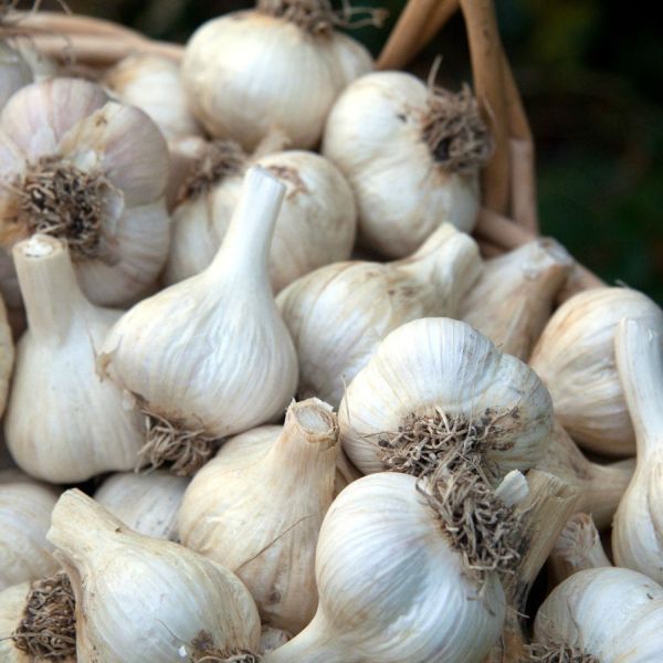 GARLIC