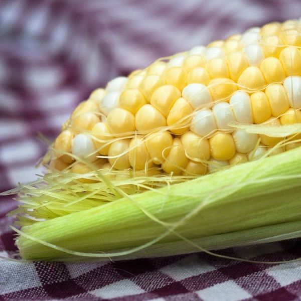 MAIZE