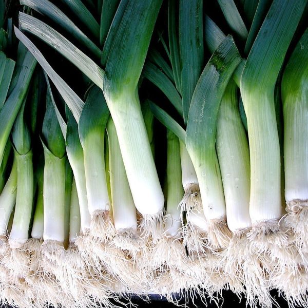 LEEK