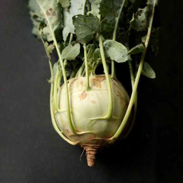 KOHLRABI