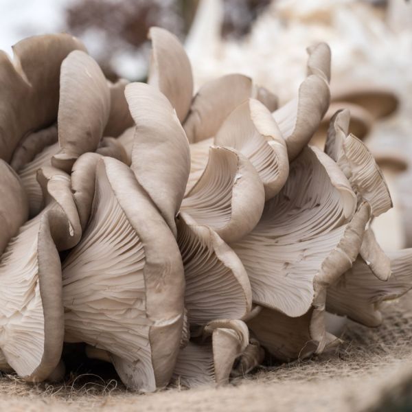 Oyster Mushroom