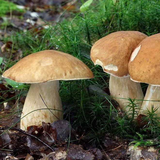 Boletus mushrooms