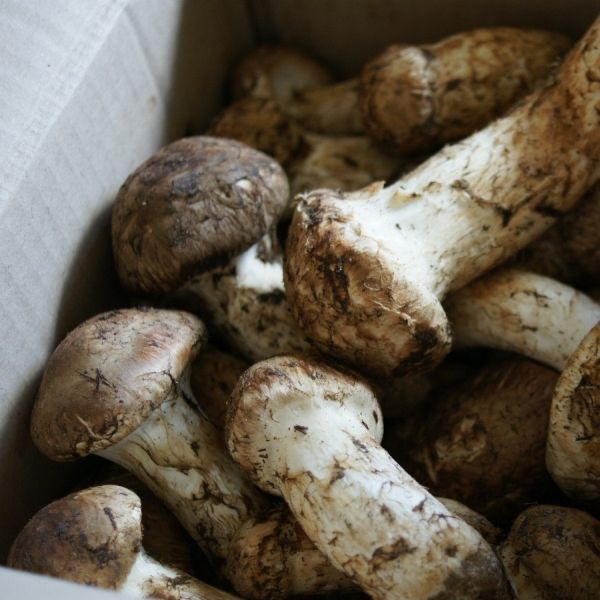 Matsutake