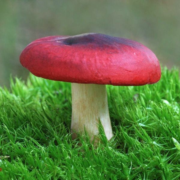 Shrimp Mushroom