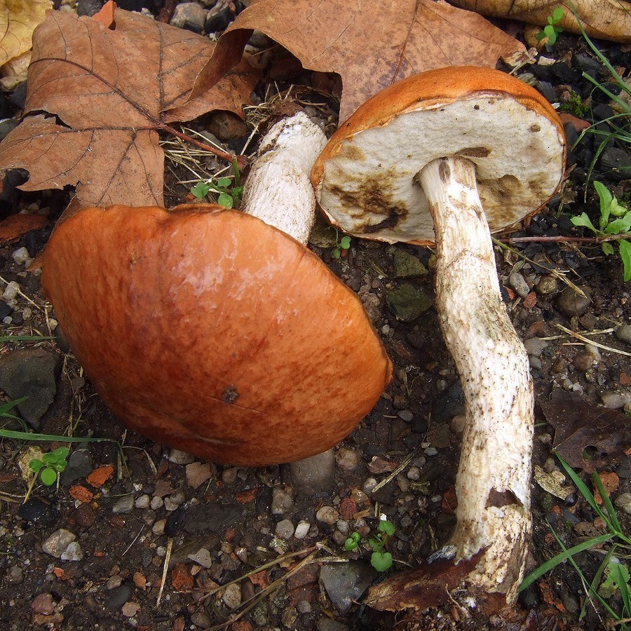 Leccinum gray mushroom