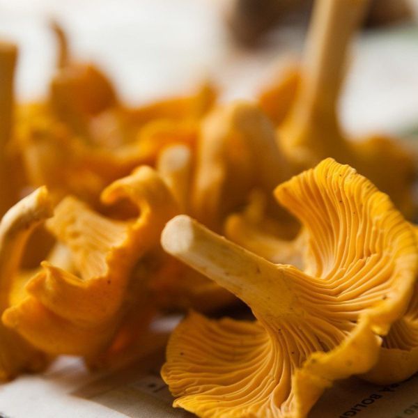 CHANTERELLE