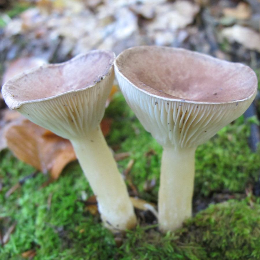 Clitocybe mushrooms