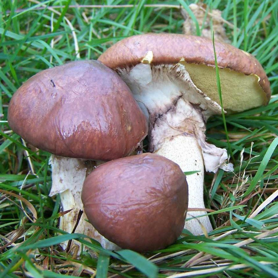 Slippery jack mushrooms