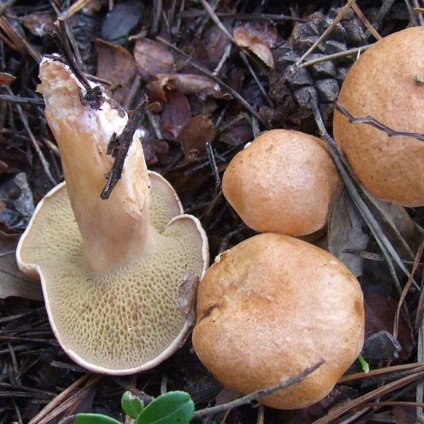 Jersey Cow Mushroom