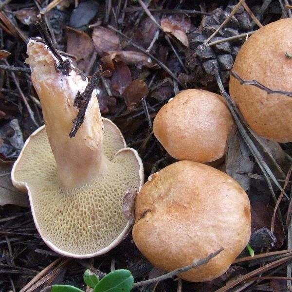 JERSEY COW MUSHROOM