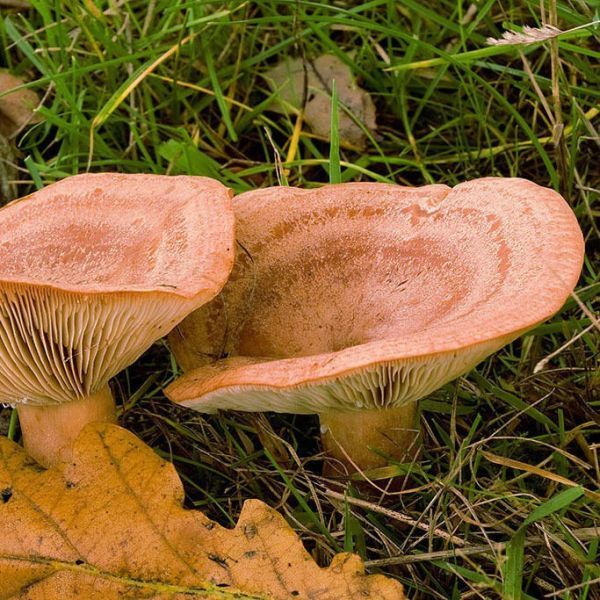 Milk Cap