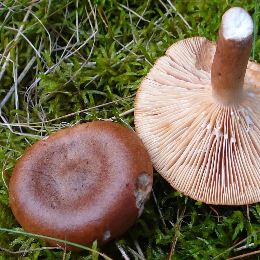 Rufous milkcap mushrooms