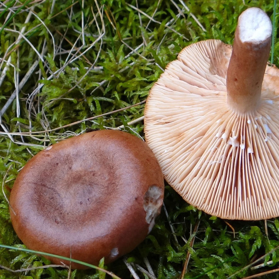 Rufous milk cap
