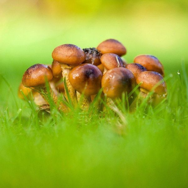 Honey Fungus