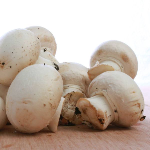 Button Mushroom