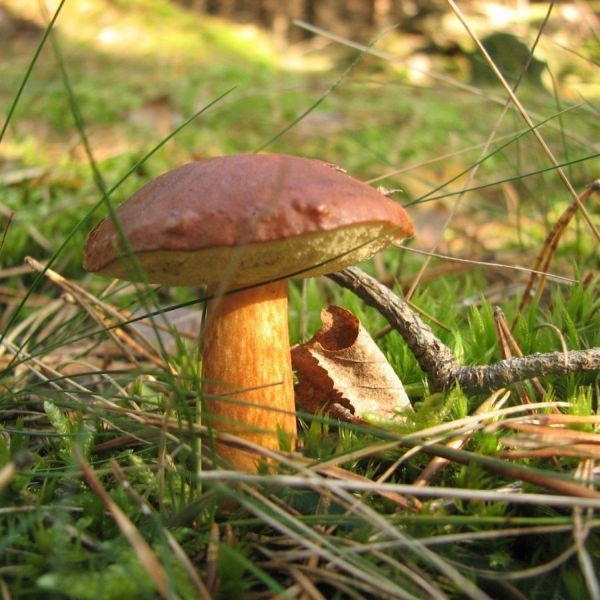 Bay Bolete