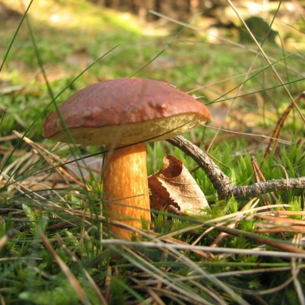 BAY BOLETE