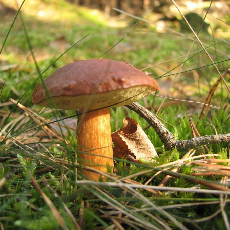 Bay boletes