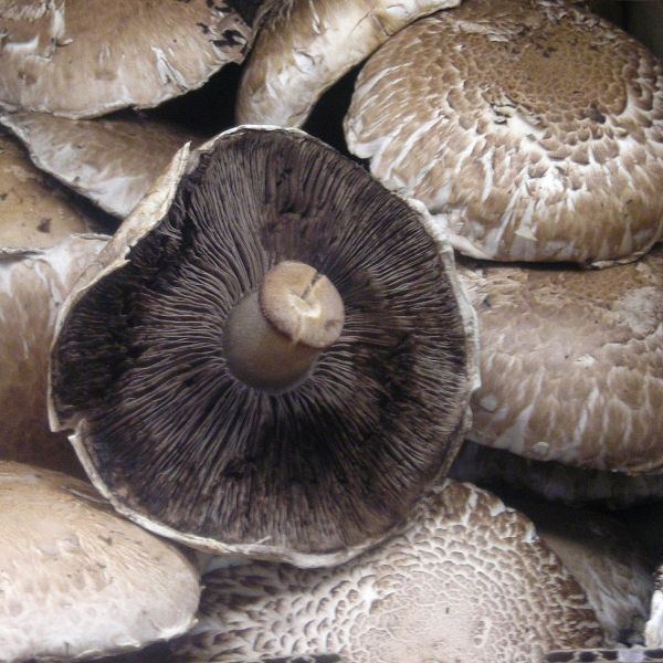 PORTOBELLO MUSHROOM