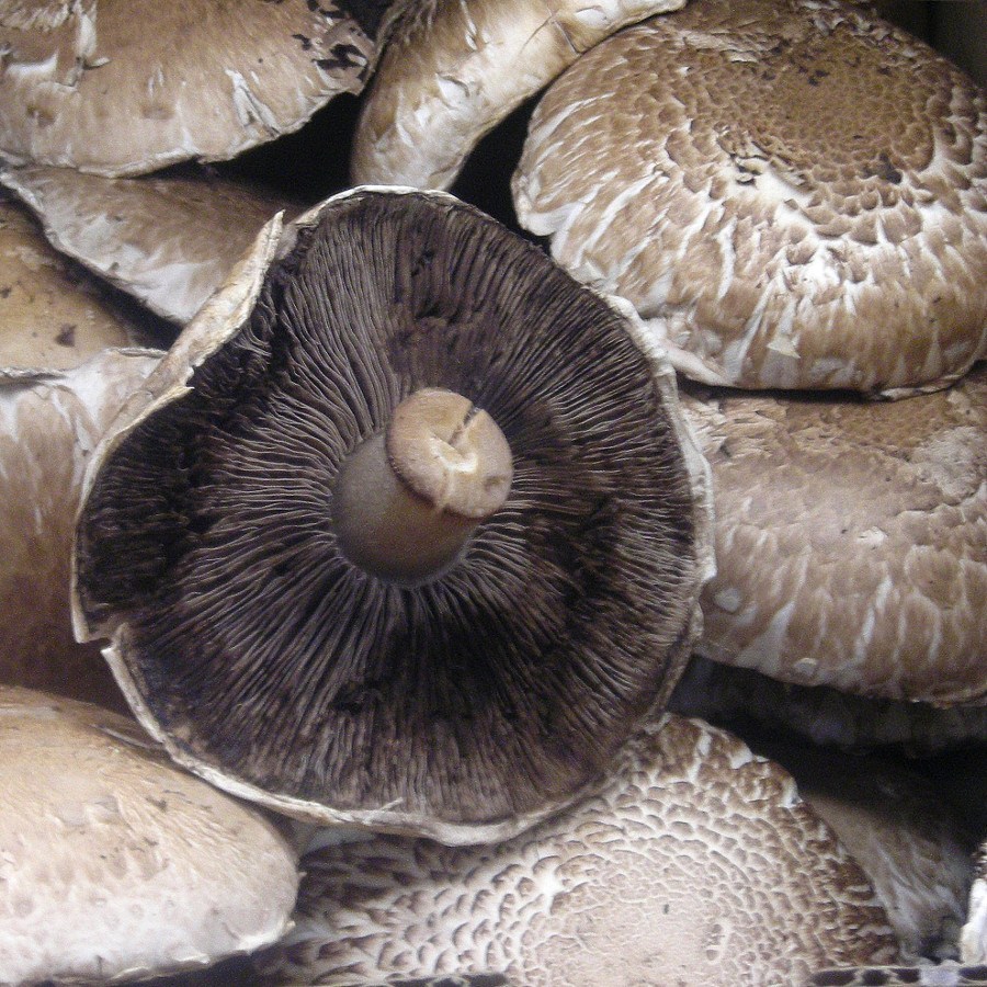 Portobello mushrooms