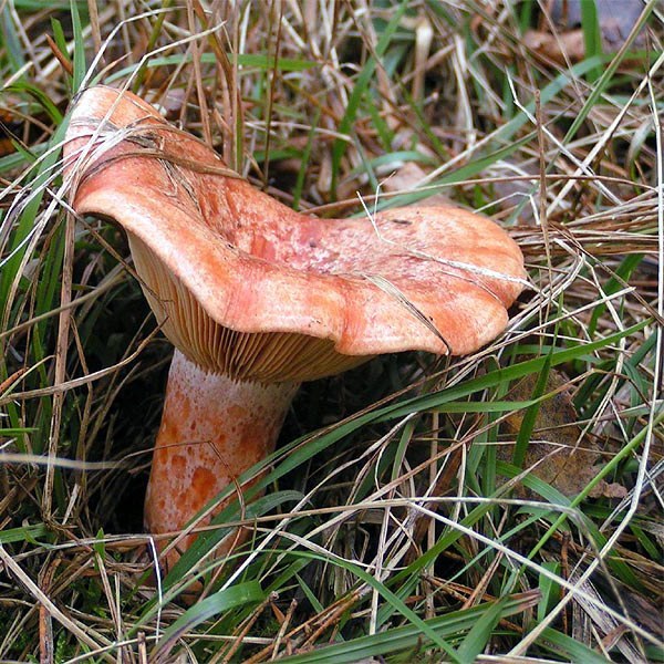 Saffron milk cap mushrooms