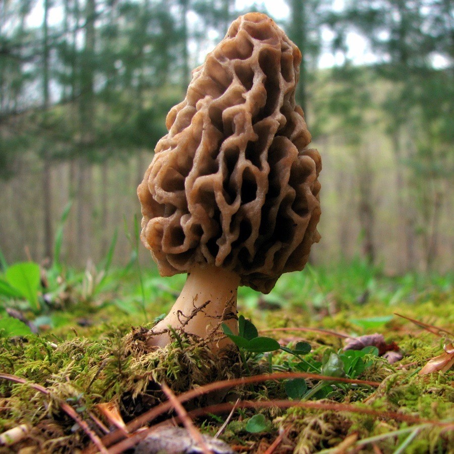 Morchella mushrooms