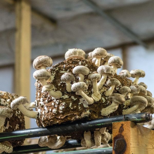 Shiitake
