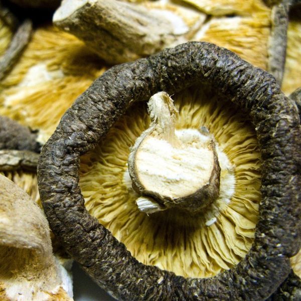 DRIED MUSHROOMS