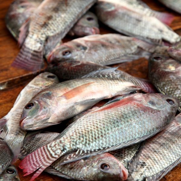 Picture of fish