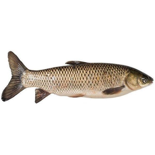 Photo of Grass Carp