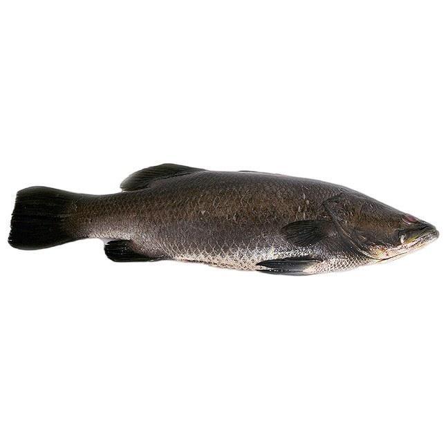 Barramundi Dish