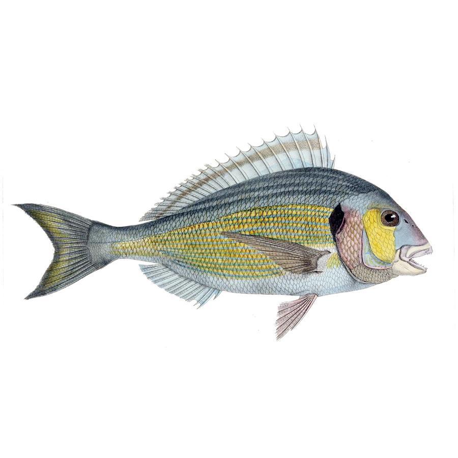 Illustration of a raw gilt-head bream fish