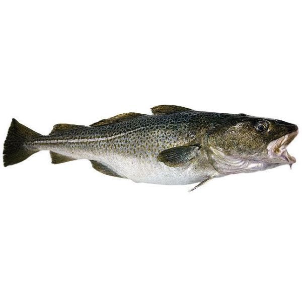 Photo of Cod