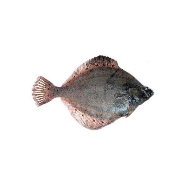 Photo of Flounder