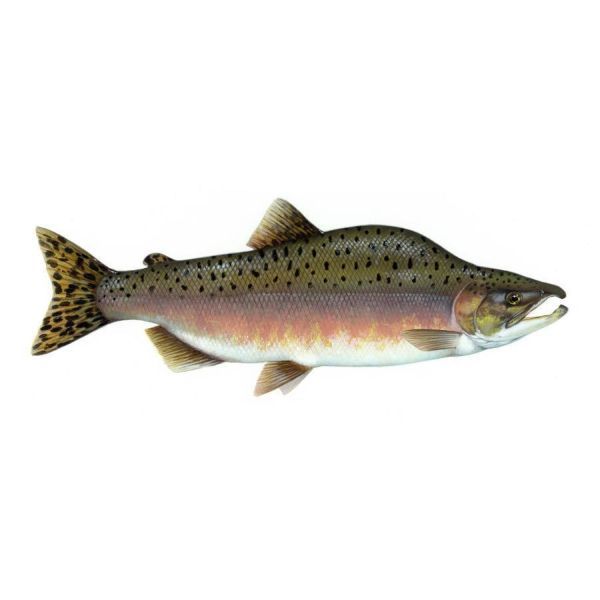 Photo of Hunchback Salmon