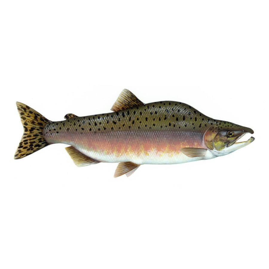 Hunchback Salmon