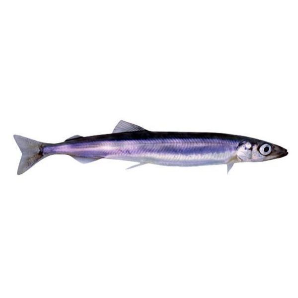 Photo of Capelin