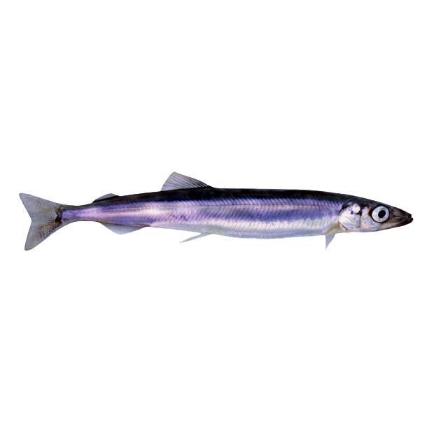 Capelin