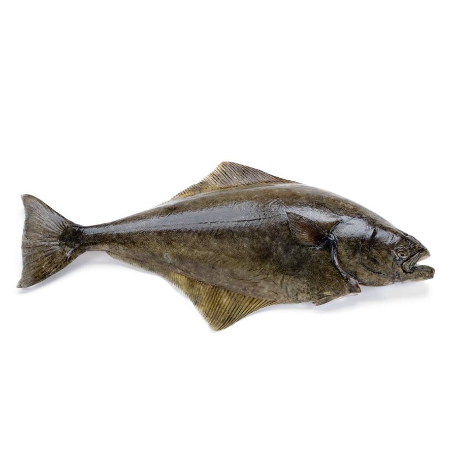 Halibut dish