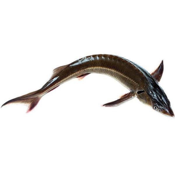Photo of Sturgeon