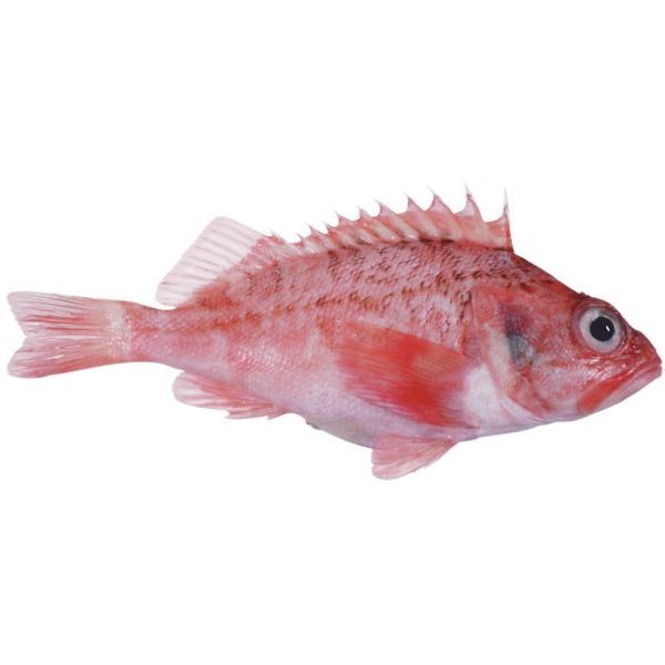 ROSE FISH