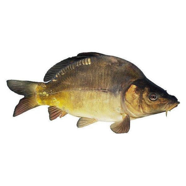Photo of Carp