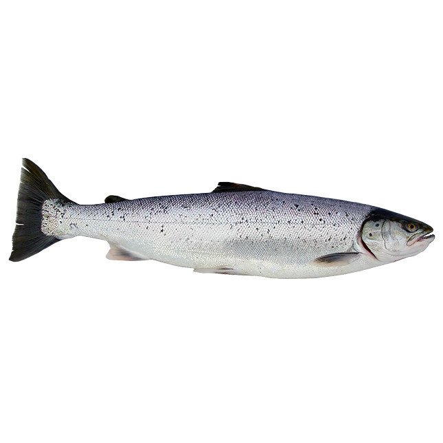 Cooked Salmon