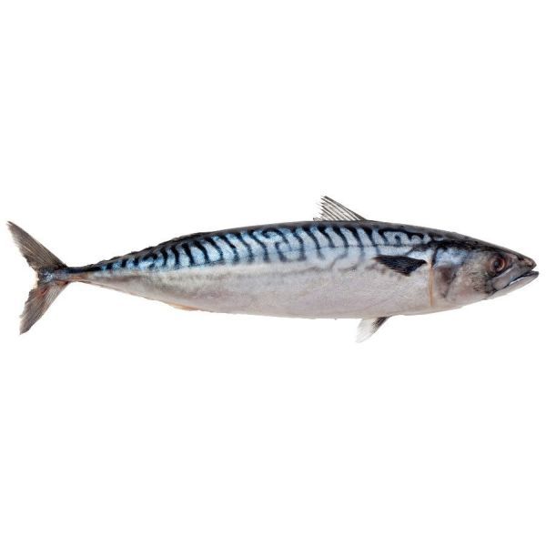 Photo of Mackerel