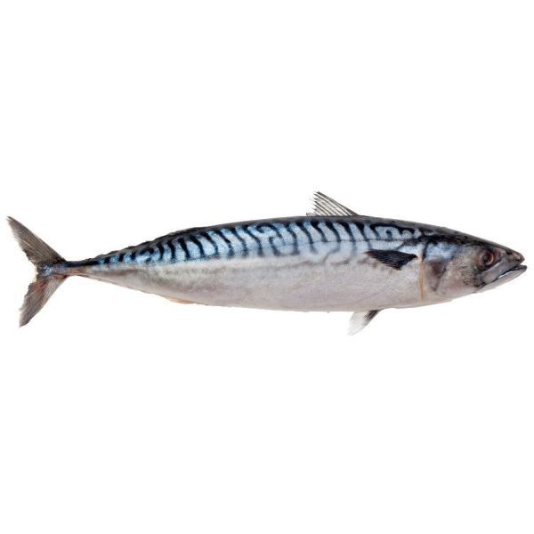 MACKEREL