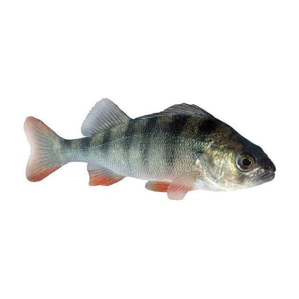 Photo of Perch